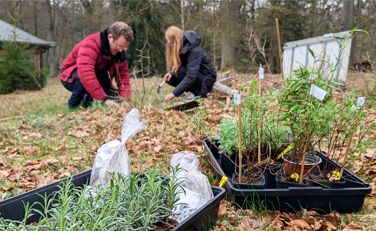 Junge Lavendel-Pflanzen und andere Stauden, im Hintergrund zwei Lünestrom-Mitarbeiter beim Einpflanzen.