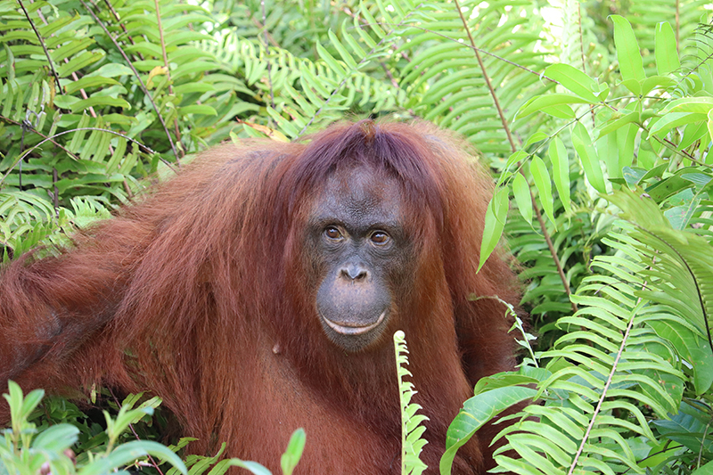 Orang-Utan im Regenwald